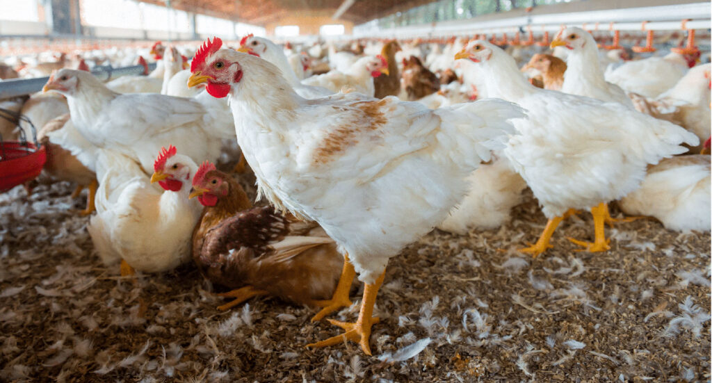 chicken farm private networks