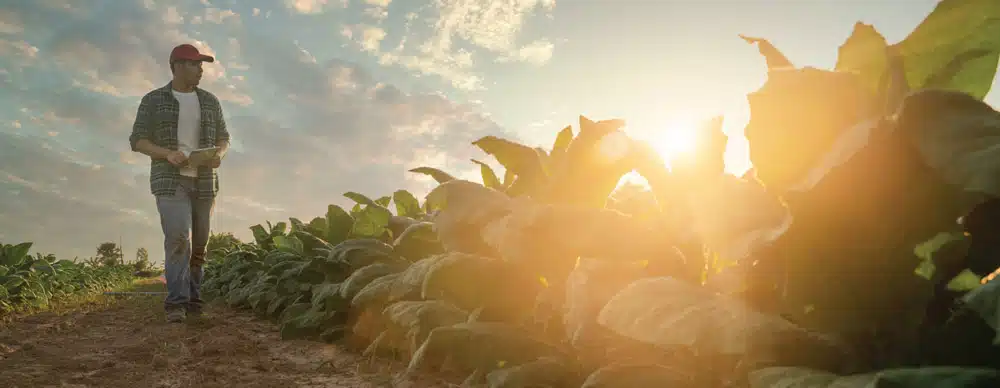 farmer walking crops